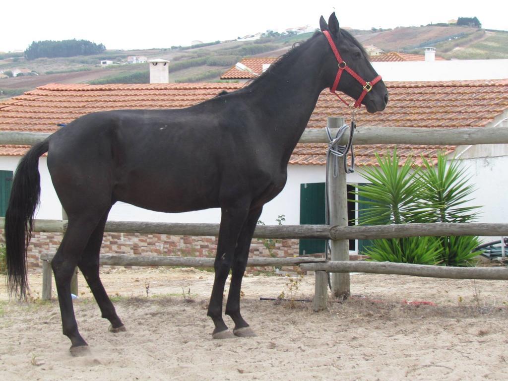 Quinta Do Forno Vendégház Maçeira Kültér fotó